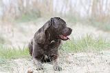 CANE CORSO 531